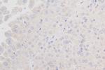 Complement factor B Antibody in Immunohistochemistry (Paraffin) (IHC (P))