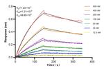 Lysozyme Antibody in Surface plasmon resonance (SPR)