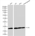 CD9 Antibody in Western Blot (WB)
