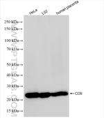 CD9 Antibody in Western Blot (WB)