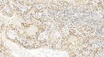 IMUP Antibody in Immunohistochemistry (Paraffin) (IHC (P))
