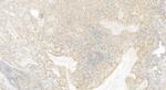 IMUP Antibody in Immunohistochemistry (Paraffin) (IHC (P))