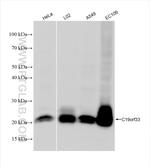 IMUP Antibody in Western Blot (WB)