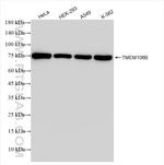 TMEM106B Antibody in Western Blot (WB)