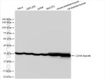 LDHA Antibody in Western Blot (WB)