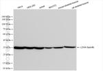 LDHA Antibody in Western Blot (WB)