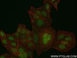 GMNN Antibody in Immunocytochemistry (ICC/IF)