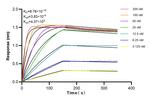 GMNN Antibody in Surface plasmon resonance (SPR)