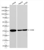 CDK6 Antibody in Western Blot (WB)