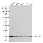 MRPS18A Antibody in Western Blot (WB)