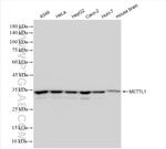 METTL1 Antibody in Western Blot (WB)