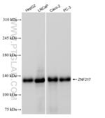 ZNF217 Antibody in Western Blot (WB)