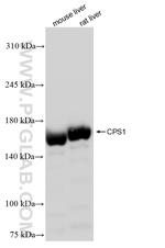 CPS1 Antibody in Western Blot (WB)
