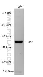 CPS1 Antibody in Western Blot (WB)