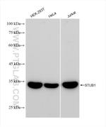 STUB1 Antibody in Western Blot (WB)