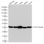 CRLS1 Antibody in Western Blot (WB)