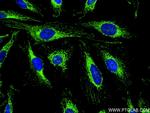 CRLS1 Antibody in Immunocytochemistry (ICC/IF)