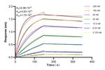 MTMR4 Antibody in Surface plasmon resonance (SPR)