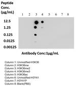 Di/Tri-Methyl-Histone H3 (Lys36) Antibody in Dot Blot (DB)