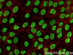 RBBP7 Antibody in Immunocytochemistry (ICC/IF)