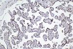 RBBP7 Antibody in Immunohistochemistry (Paraffin) (IHC (P))