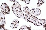 RBBP7 Antibody in Immunohistochemistry (Paraffin) (IHC (P))