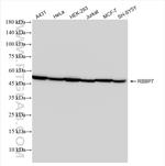 RBBP7 Antibody in Western Blot (WB)