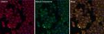 Goat anti-Rabbit IgG (H+L) Secondary Antibody, DyLight™ 550