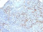 TIM3/HAVCR2/CD366 (Effector T-Cell Marker) Antibody in Immunohistochemistry (Paraffin) (IHC (P))