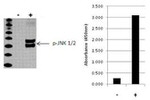 Multispecies JNK1/JNK2 (Phospho) [pT183/pY185] InstantOne™ ELISA Kit