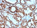 CD137L/4-1BBL/TNFSF9 Antibody in Immunohistochemistry (Paraffin) (IHC (P))