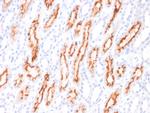 CD137L/4-1BBL/TNFSF9 Monoclonal Antibody (CD137L, 1547)