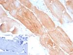 Sarcomeric Actinin Alpha 2/ACTN2 Recombinant Rabbit Monoclonal Antibody (ACTN2/8184R)