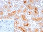 NRP1/Neuropilin-1 Antibody in Immunohistochemistry (Paraffin) (IHC (P))