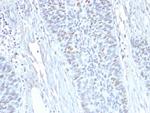 Cyclin A2 (S- and G2-phase Cyclin) Monoclonal Antibody (E67)