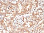 SIGLEC10 Monoclonal Antibody (SIGLEC10/7581)