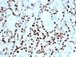 Cyclin E (G1/S-Phase Cyclin) Recombinant Rabbit Monoclonal Antibody (CCNE1, 4935R)