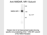 NMDA NR1 Subunit Antibody in Western Blot (WB)