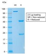 CD1a/HTA1 Antibody in SDS-PAGE (SDS-PAGE)