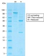CD1a/HTA1 Antibody in SDS-PAGE (SDS-PAGE)