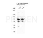 HA-tag Antibody in Western Blot (WB)
