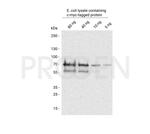 c-myc Antibody in Western Blot (WB)