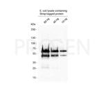 Strep tag Antibody in Western Blot (WB)