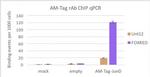 AM-Tag Antibody in ChIP Assay (ChIP)