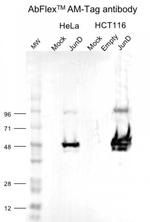 AM-Tag Antibody in Western Blot (WB)