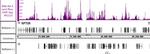 Phospho-RNA pol II CTD (Ser2) Antibody in ChIP-Sequencing (ChIP-Seq)