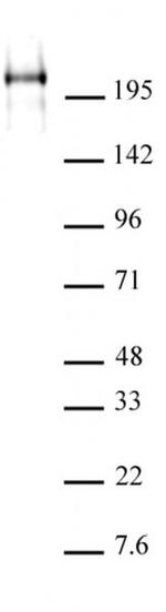 Phospho-RNA pol II CTD (Ser2) Antibody in Western Blot (WB)