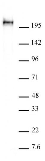 Phospho-RNA pol II CTD (Ser5) Antibody in Western Blot (WB)