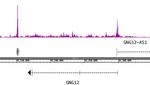 Histone H3K56ac Antibody in ChIP-Sequencing (ChIP-Seq)