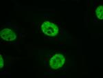 RNA Pol II Antibody in Immunocytochemistry (ICC/IF)